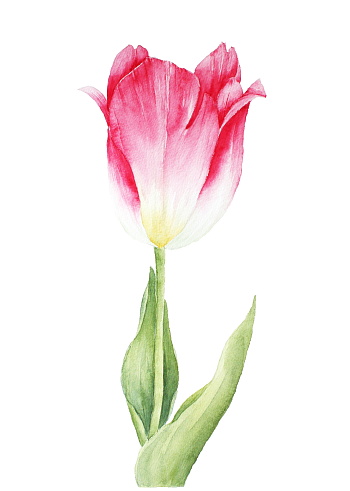 Lily flowered tulip clipart 20 free Cliparts | Download images on ...