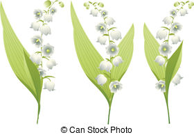 Lily valley Stock Illustrations. 686 Lily valley clip art images.