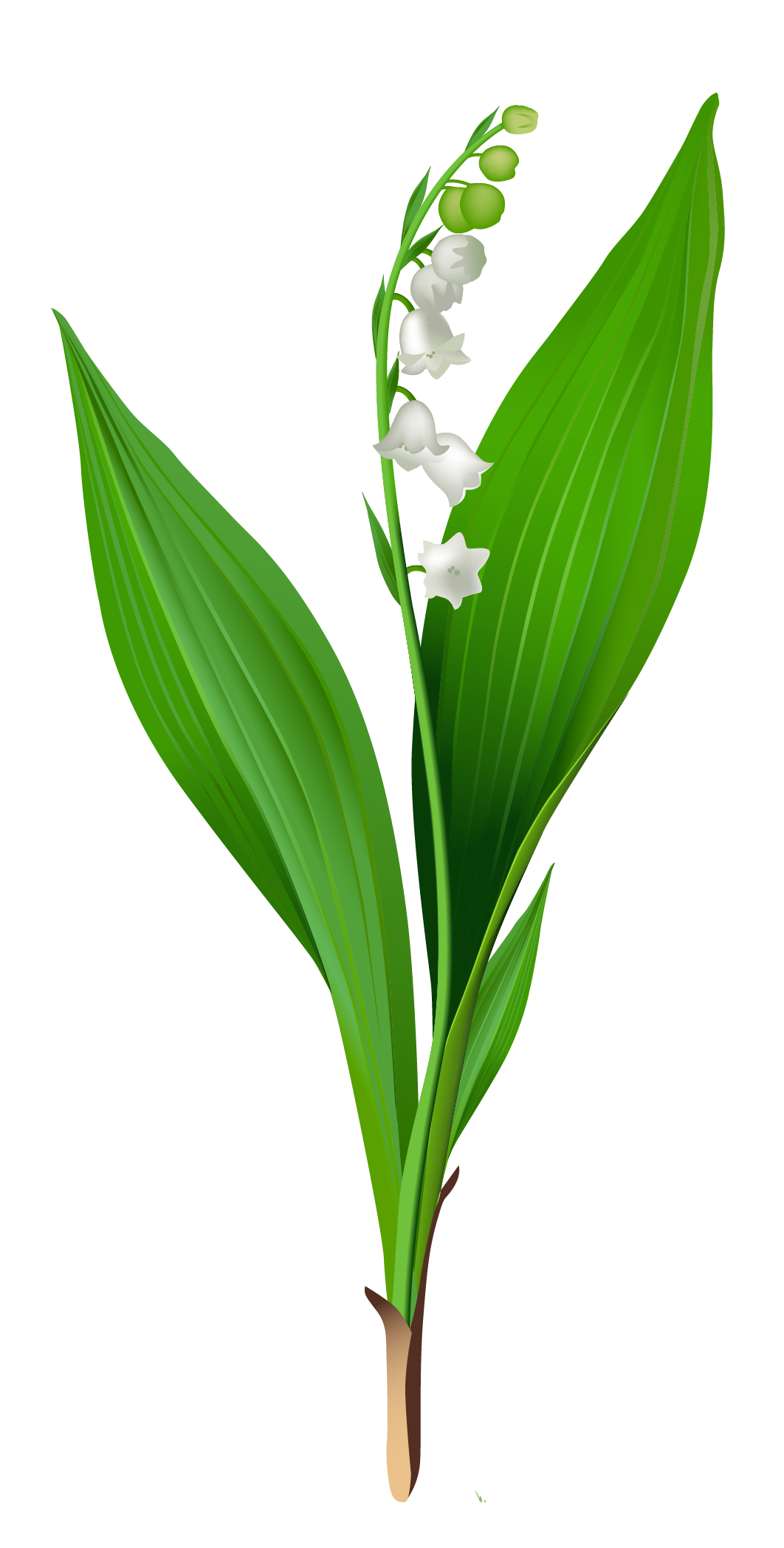 Lily of the valley clip art.