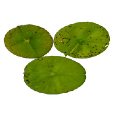 Download Free png Lily Pad Png (94+ images in Collection.
