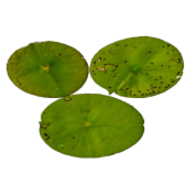 lily pads png 10 free Cliparts | Download images on Clipground 2021