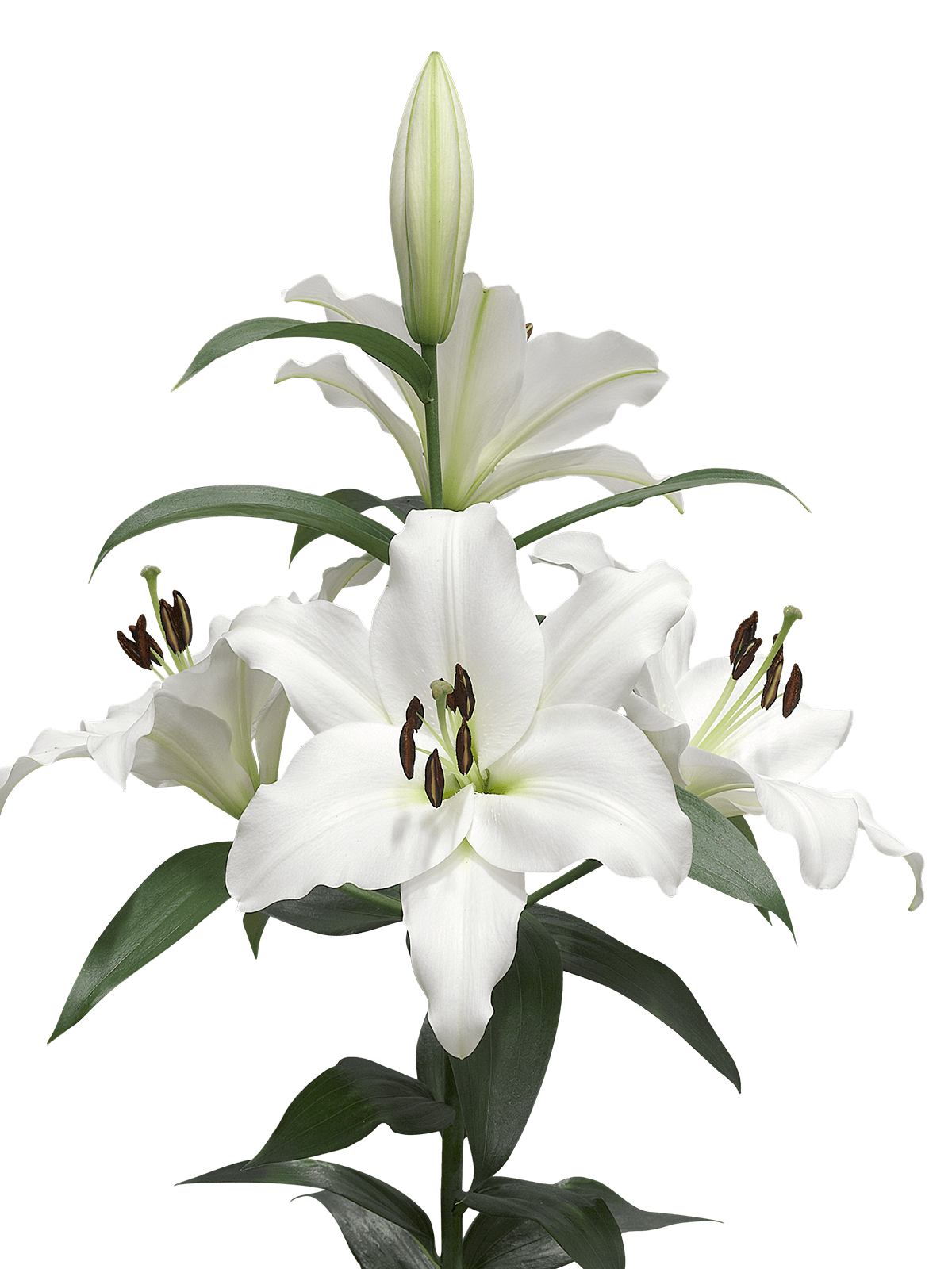 lily png 10 free Cliparts | Download images on Clipground 2021