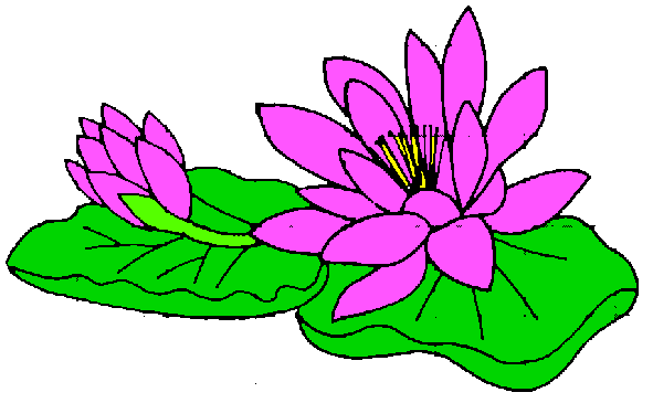 Clipart water lily.