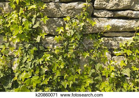Stock Photography of Ivy growing on dry stone limestone wall.