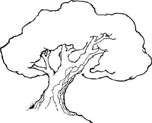 free clipart line drawing live oak tree 20 free Cliparts | Download ...