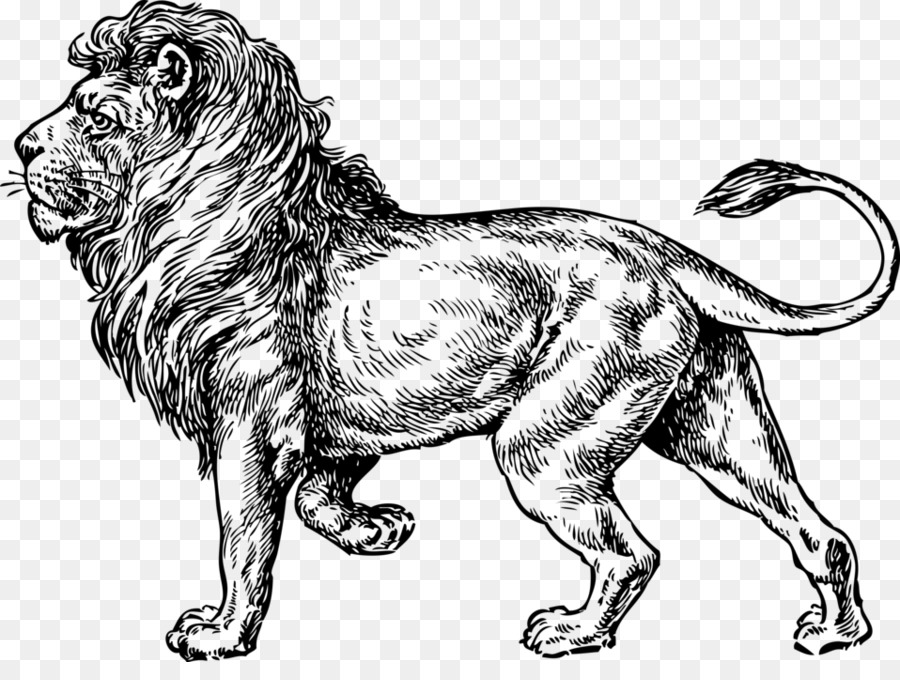 Lion Drawing clipart.