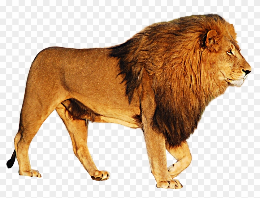 Download Lion Png Image.