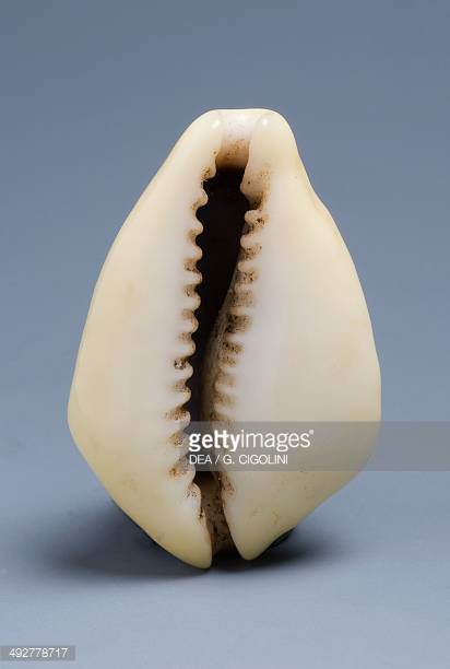 Cowrie Shell Stock Photos and Pictures.