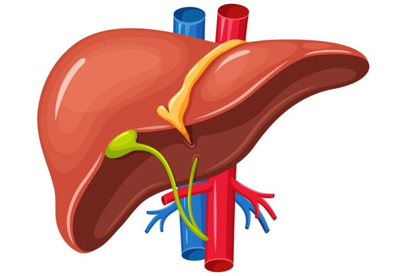 Liver Clipart.