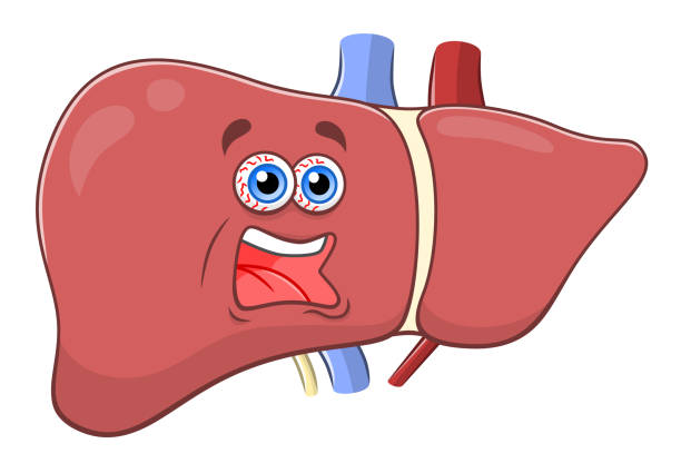 liver disease clipart 10 free Cliparts | Download images on Clipground 2024