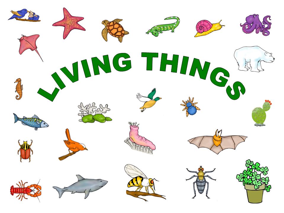 LIVING THINGS » Clipart Station.