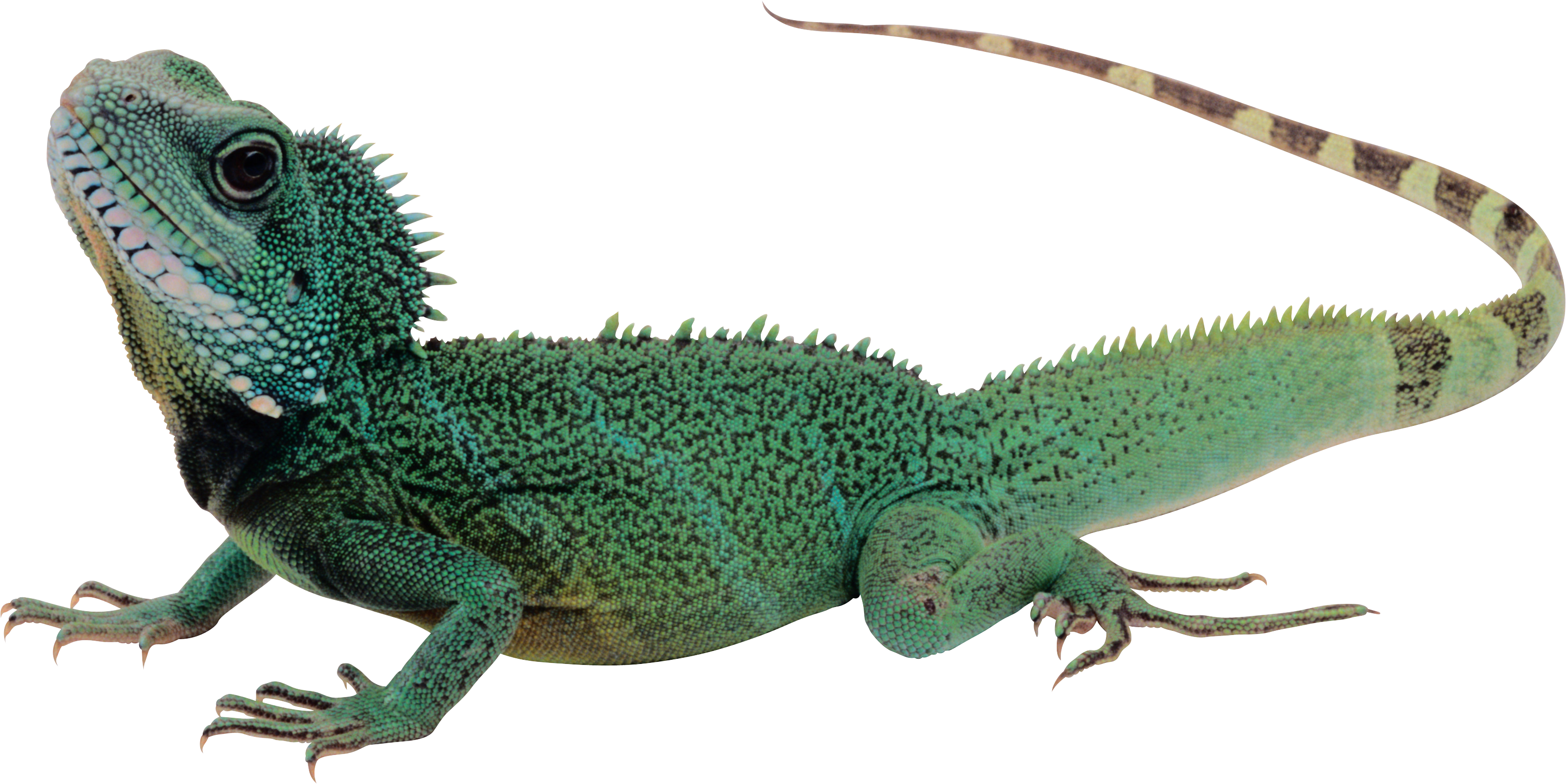 Lizard PNG images free download.
