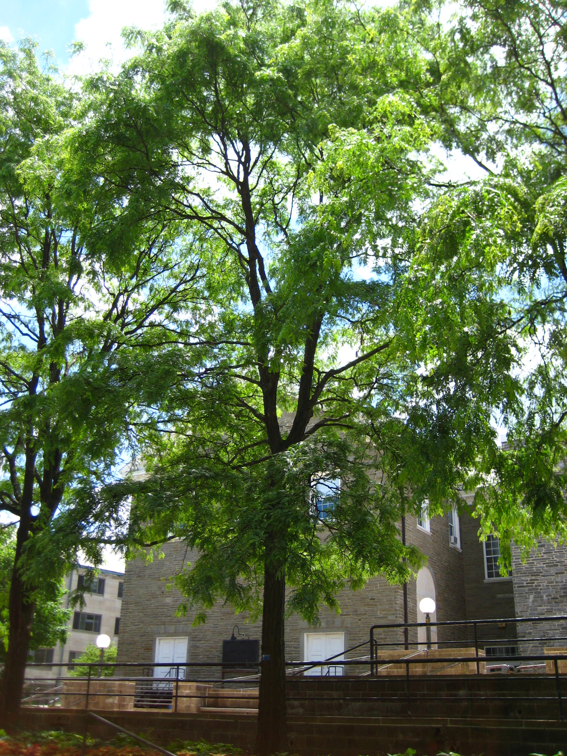 Clipart Honey Locust Tree Leaf And Seed.