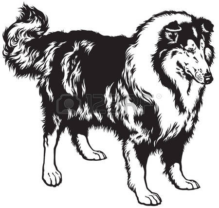 101 Rough Collie Stock Illustrations, Cliparts And Royalty Free.