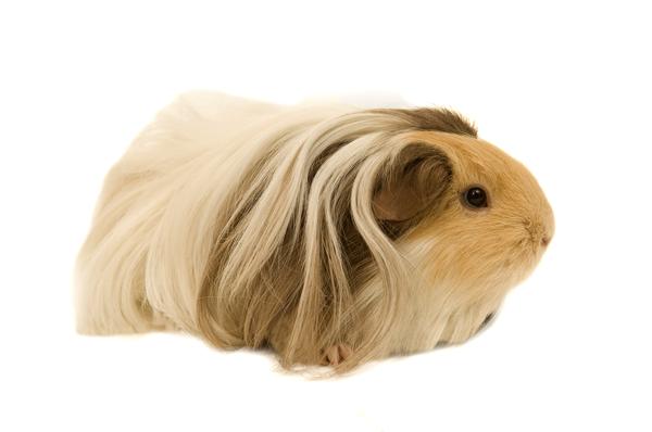 Long Haired Silkie Guinea Pig.