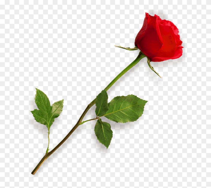 Red Rose Clipart Long Stem.