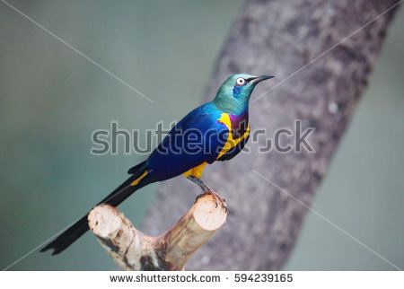Purple Glossy Starling Stock Images, Royalty.