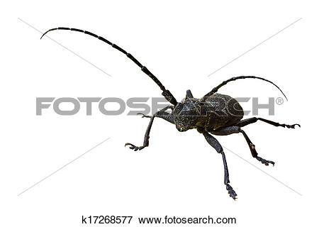Picture of European longhorn beetle Morimus on the white.