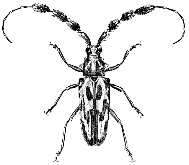 Longhorn Beetle.