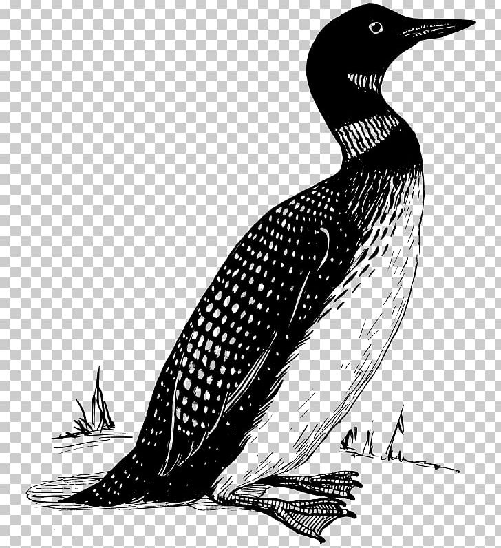 Common Loon Bird PNG, Clipart, Animals, Beak, Bird, Black.