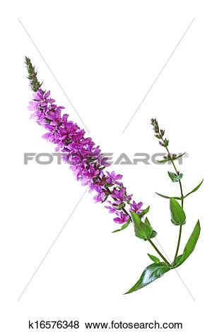 Pictures of Purple Loosestrife Flower k16576348.