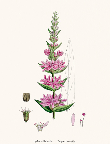 Purple Loosestrife Clip Art, Vector Images & Illustrations.