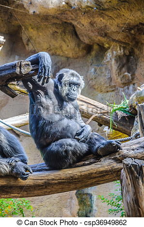 Stock Image of Chimpanzees, chim monkeys in Loro Parque, Tenerife.