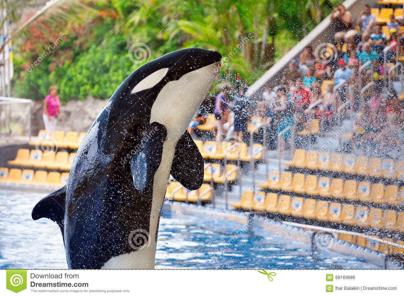 Killer Whale In Loro Parque, Tenerife Editorial Photo.