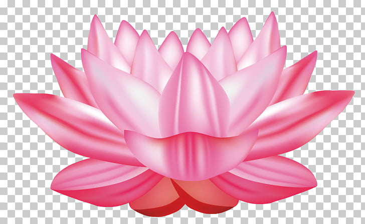 Nelumbo nucifera Water lily Euclidean , lotus, pink lotus.