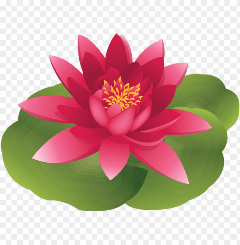 lotus water lily flower clipart.