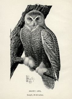 vintage bird clip art, snowy owl illustration, black and white.