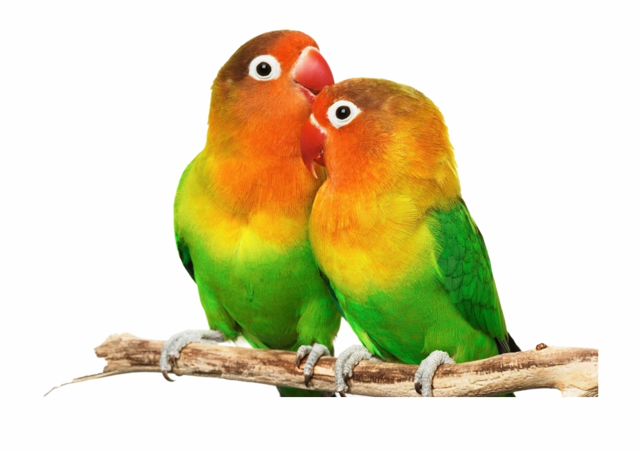 Love Birds Png.