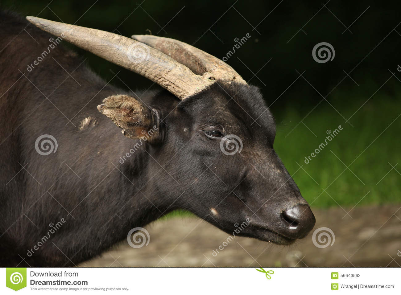 Lowland Anoa (Bubalus Depressicornis). Stock Photo. Lowland Anoa (Bubalus Depressicornis). Stock Photo.