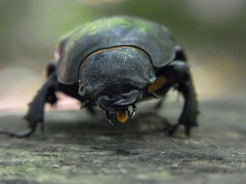 The dung beetle free stock photos download (109 Free stock photos.