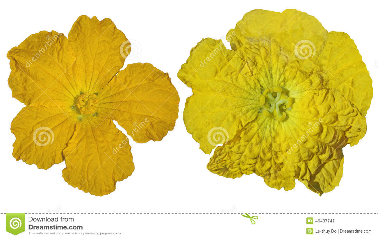 Luffa Flowers Stock Photo. Luffa Flowers Stock Photo.