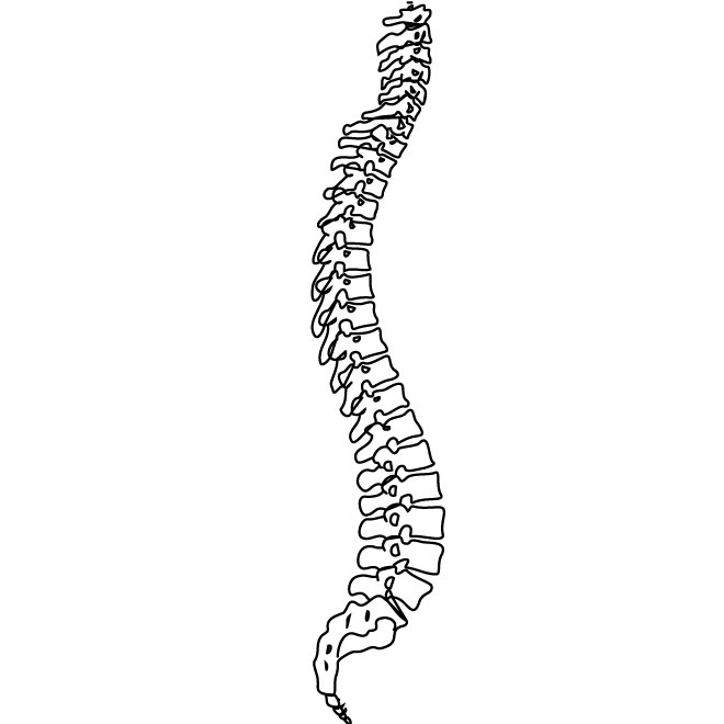 Spinal cord clipart.