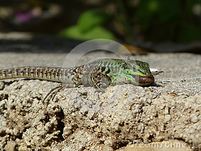 Lumbricidae Stock Photos, Images, & Pictures.