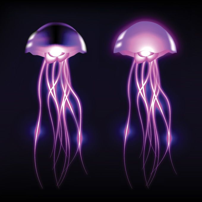17 Best images about Jellyfish on Pinterest.