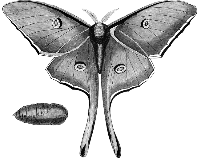 Luna Moth.