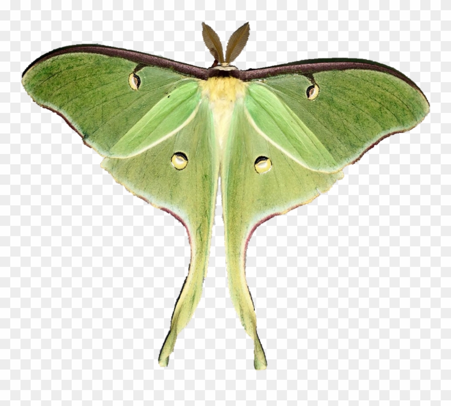 luna moth clipart 10 free Cliparts | Download images on Clipground 2021