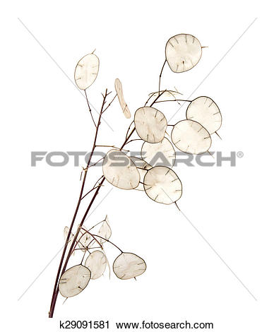Stock Photography of Lunaria annua, silver dollar plant k29091581.