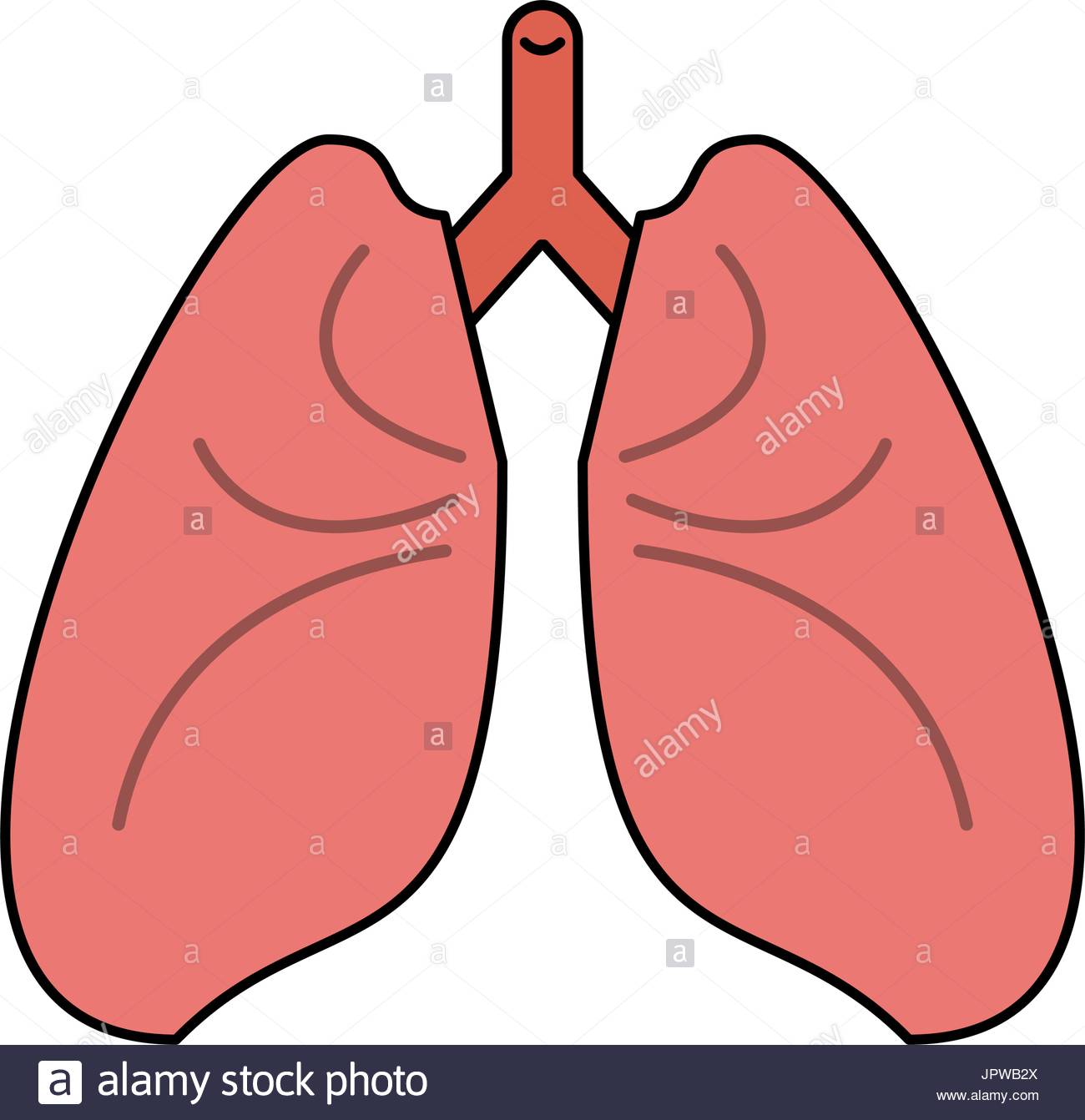 Lungs Clipart.