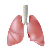 Lungs clipart 20 free Cliparts | Download images on Clipground 2022
