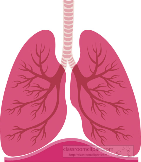 Lungs clipart 20 free Cliparts | Download images on Clipground 2021
