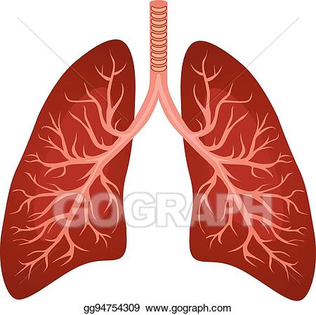 lungs images clipart 10 free Cliparts | Download images on Clipground 2024