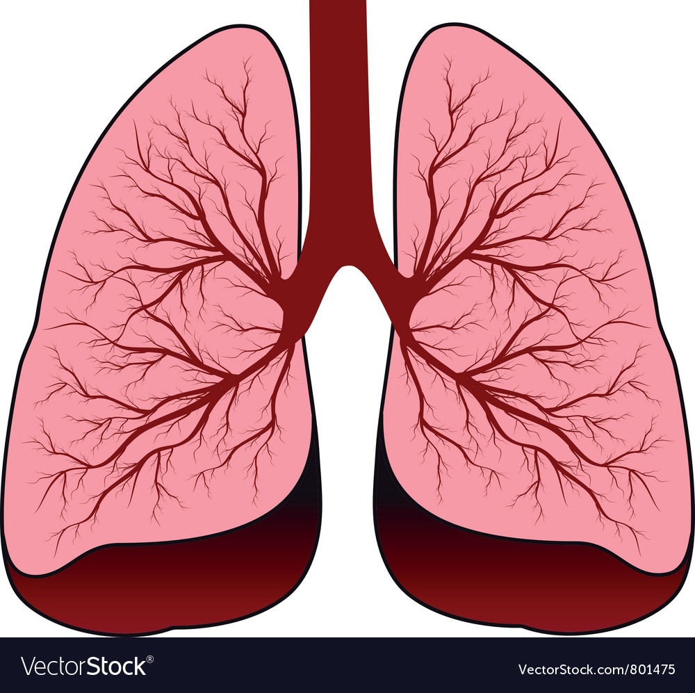 Human lungs clipart 1 » Clipart Station.