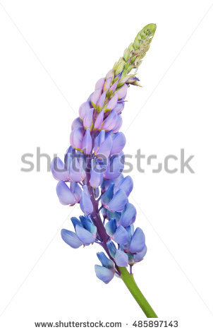 Lupine Flowers Stock Images, Royalty.