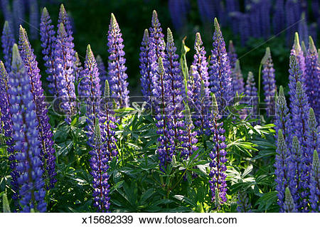 Stock Photograph of Lupine, (Lupinus perennis) x15682339.