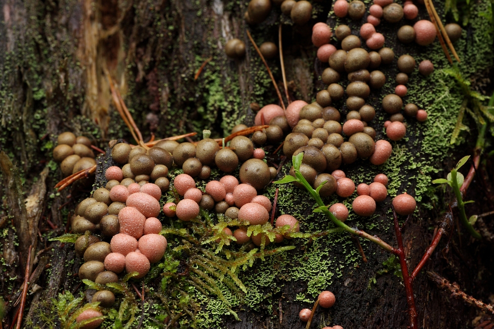 Hundipiim, Lycogala epidendrum.