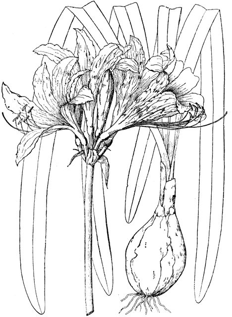 Lycoris Squamigera.